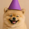 dogtok