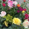 esma.altun37