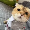 hn.zi.c.n8