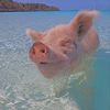 Piggyprodz