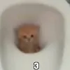 popa_pisi52