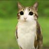 habib.ayam3239