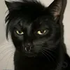 ミ★ 𝘢𝘭𝘢𝘯 ★彡