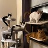 Clancy, Jaqen, Bojack & Ember