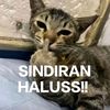 hapis.setiawan2