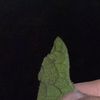 theleafoftheday