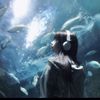 starling_087