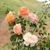 hnin.pwint.nandar