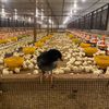 farm chick