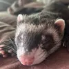 yowayowa_ferret