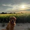 thegoldennimbus