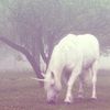 unicornsraws0me