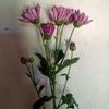 user3166212700530
