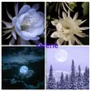 selene40723