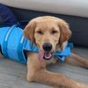 maverickmcpaws