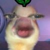 punyaaancelllllll
