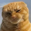 badkitty00