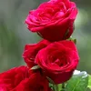 user769179