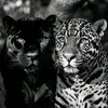 yousef.serwan
