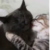 ti_am0.1