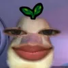 kelseylegania