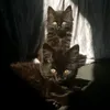 sillyhatchetaccount