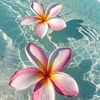 anood.athamneh
