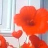 user9311090717072