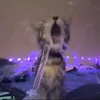 vvvve402