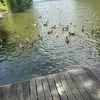 lilly_01820