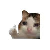 kitty explains