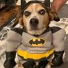 dogs_have_aura