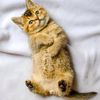 cats.lover333