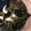 catconnoisseur31