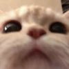 bri_xd087