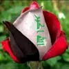 ali.alkurdish5