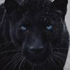 black.panther7311
