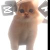 tallmajestic_n_osns67tuf