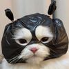meowfamily260