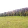 bereket.fikre8