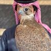 ﮼دولار/✪