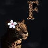 .fatima_.stars