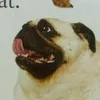 pakemikkbbd