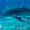sharky3747