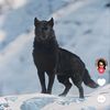 lonewolffz1