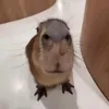 puumpik