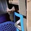 neko.y87