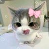 myintmyat3919
