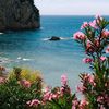 doveofpeace9