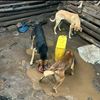 rescue.dogs.for.l6